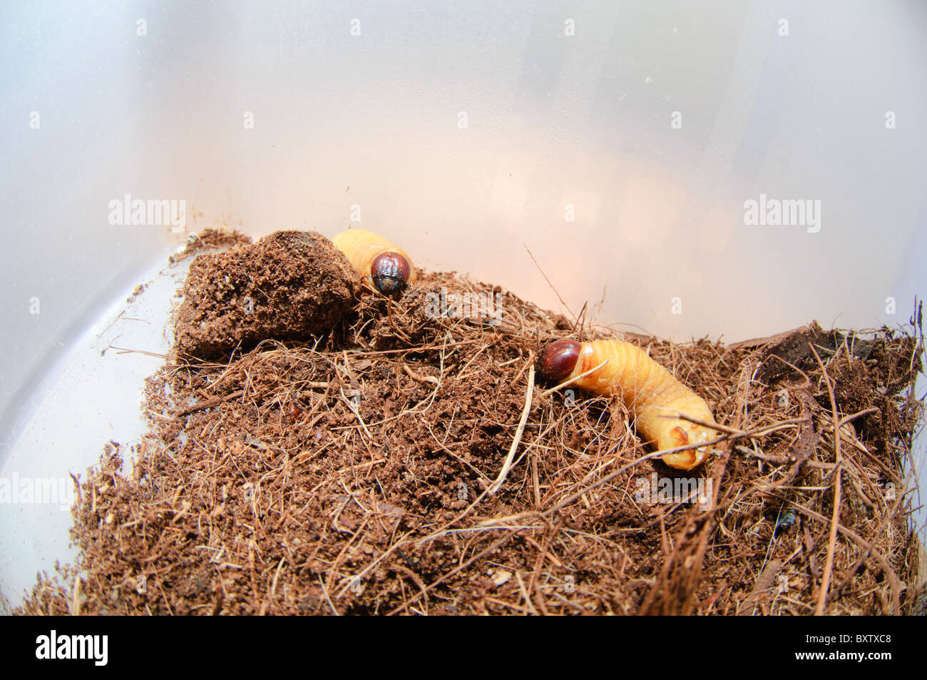 Des larves du charançon rouge des palmiers (Rhynchophorus ferrugineus) comme trouvés lors du traitement d'un palmier infesté, Espagne Banque D'Images