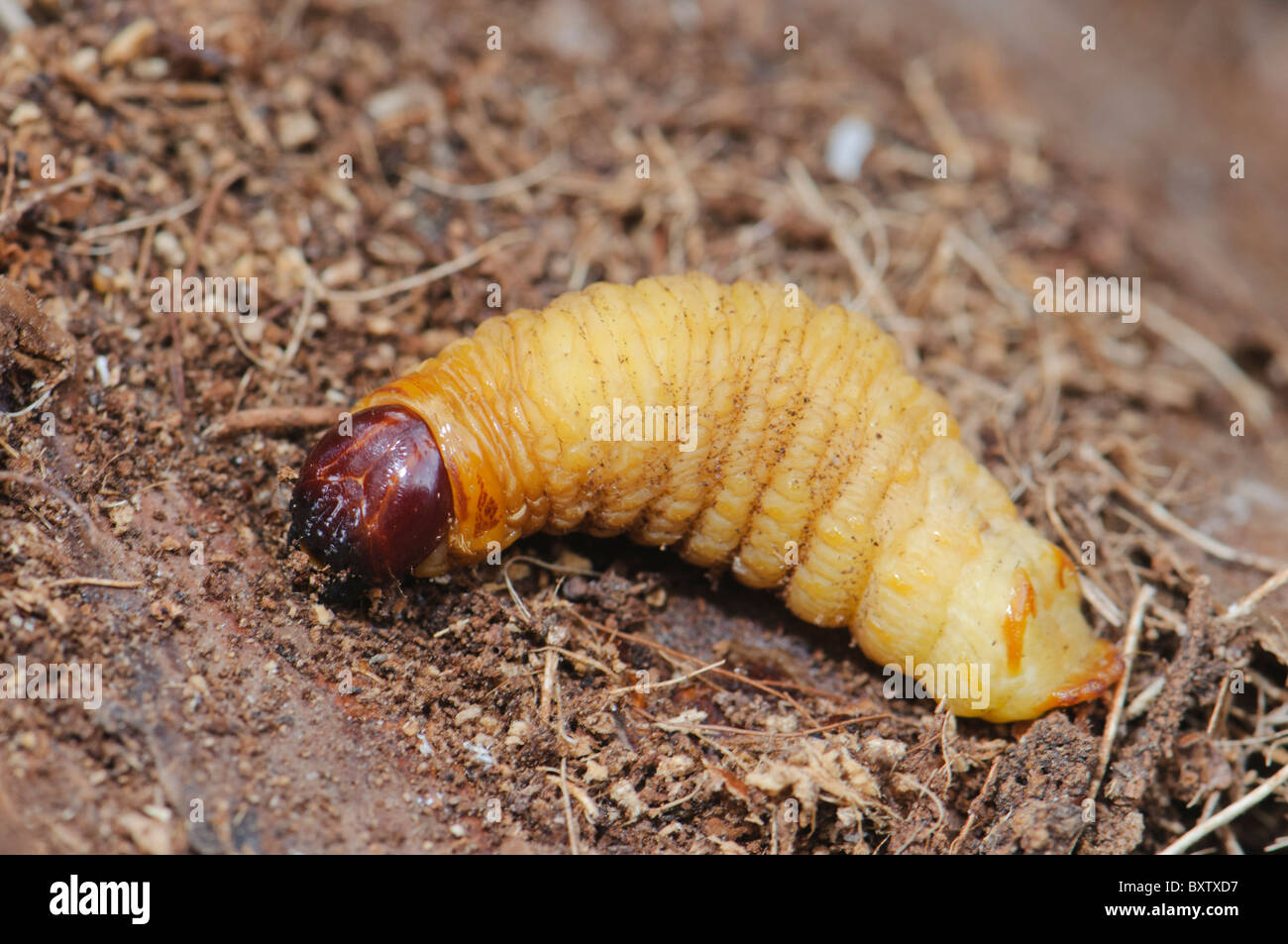 Des larves du charançon rouge des palmiers (Rhynchophorus ferrugineus) comme trouvés lors du traitement d'un palmier infesté, Espagne Banque D'Images