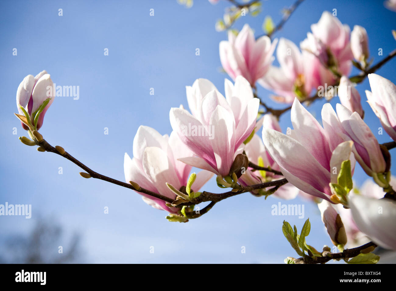 Branches d'un magnolia en fleurs contre un ciel bleu Banque D'Images