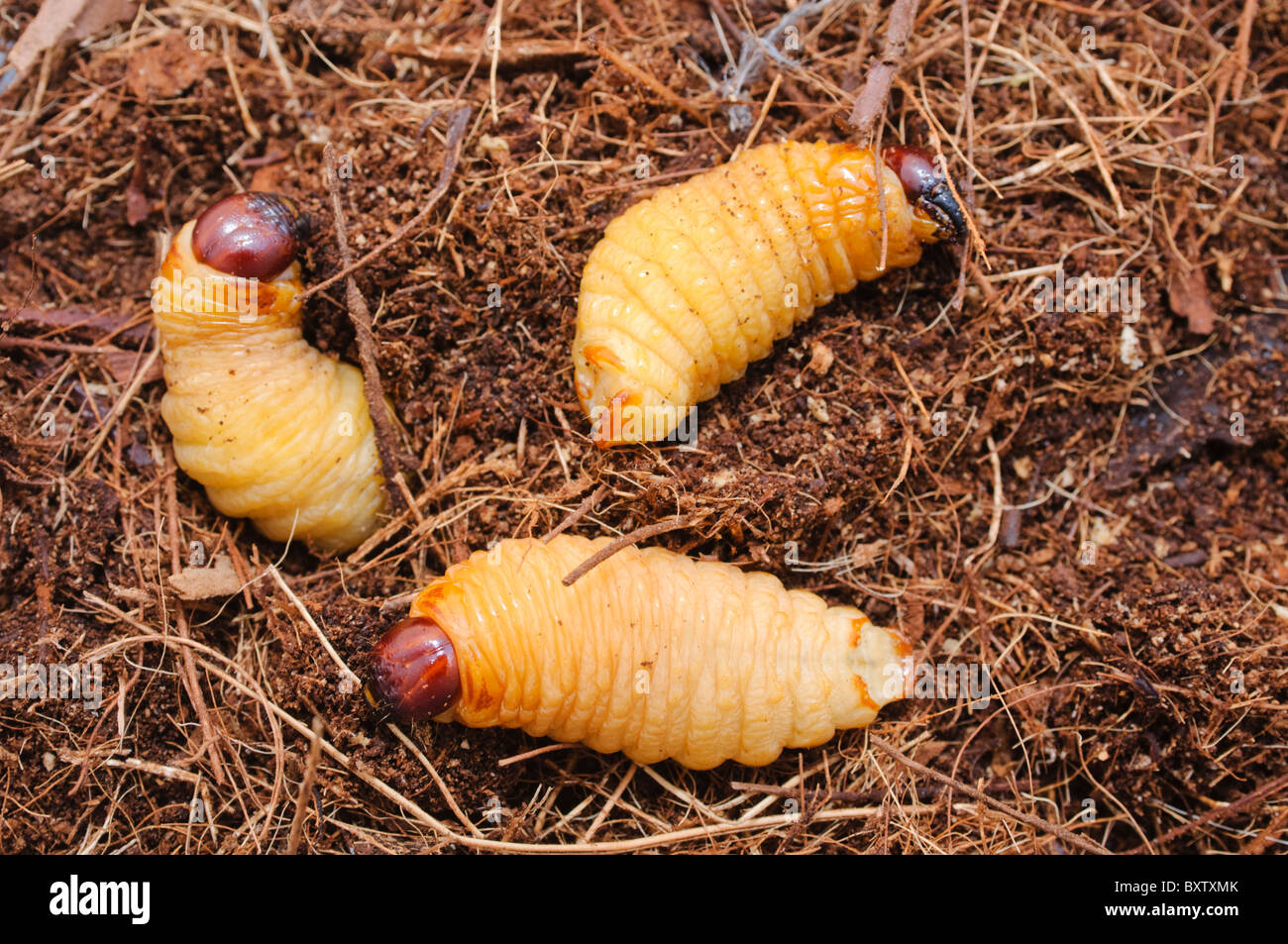 Des larves du charançon rouge des palmiers (Rhynchophorus ferrugineus) comme trouvés lors du traitement d'un palmier infesté, Espagne Banque D'Images