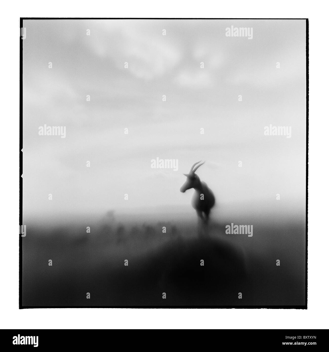 Afrique, Kenya, Masai Mara, floue image en noir et blanc de l'Antilope Topi Banque D'Images