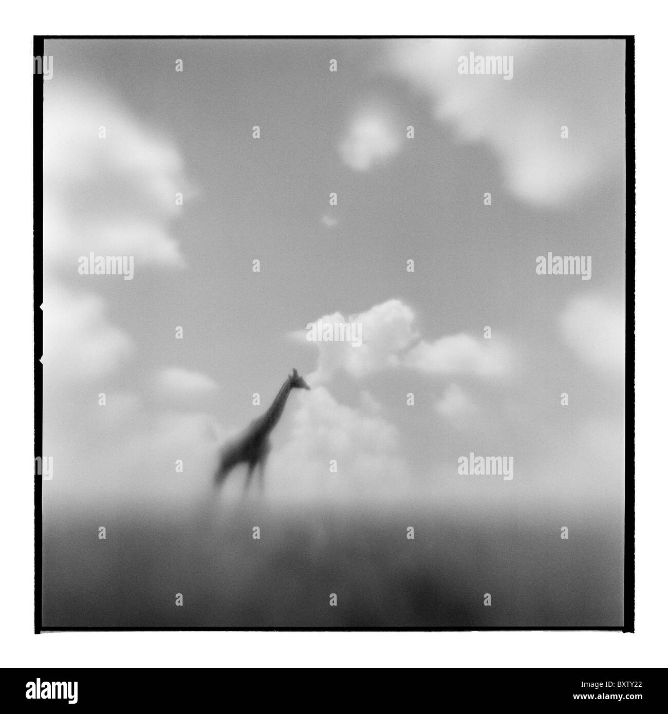 Afrique, Kenya, Masai Mara, floue image en noir et blanc de savane girafe debout sur Banque D'Images