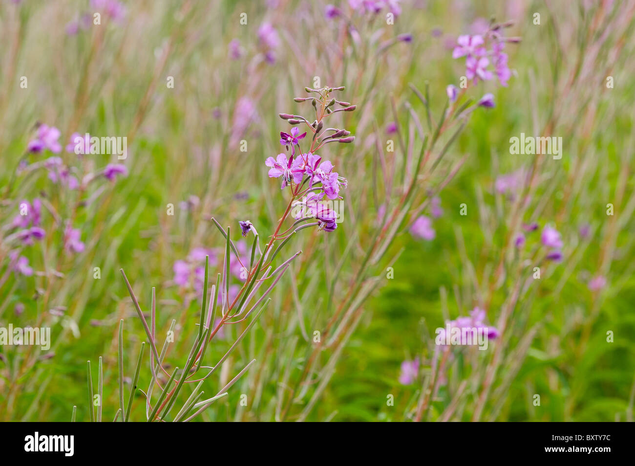 Fleur pourpre très commune dans les prairies et les pâturages pour les Pyrénées espagnoles Banque D'Images