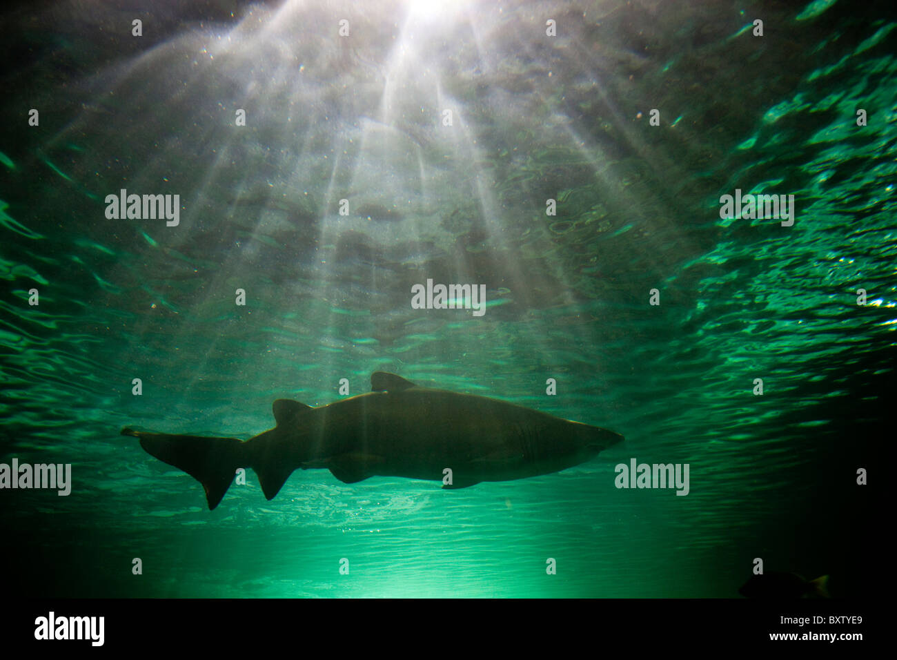 L'Australie, New South Wales, Sydney, grey nurse shark (Carcharias taurus) baignade dans le réservoir à l'Aquarium de Sydney Banque D'Images