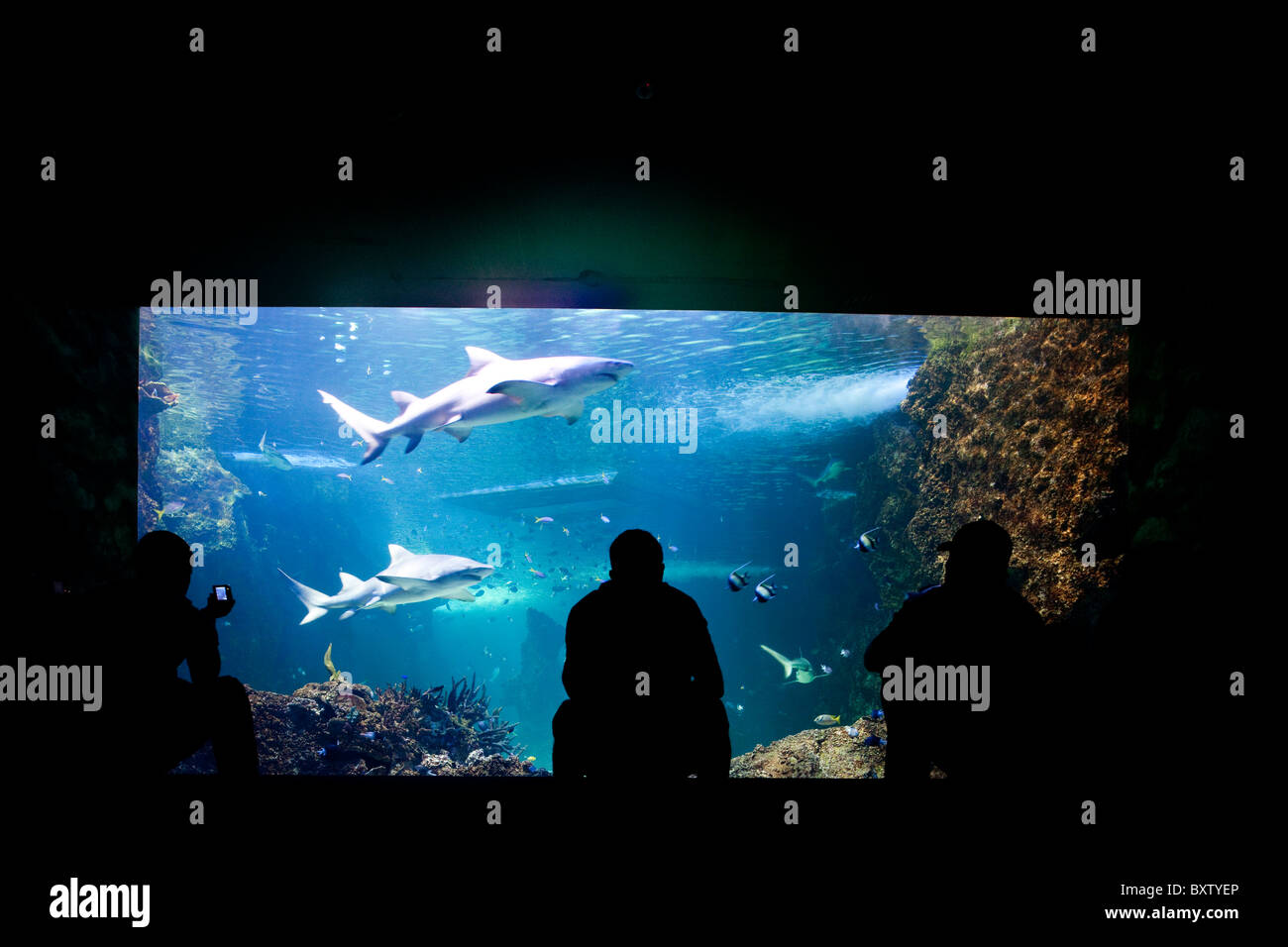 L'Australie, New South Wales, Sydney, les touristes regarder requin nourrice gris et nage du poisson dans le réservoir à l'Aquarium de Sydney Banque D'Images