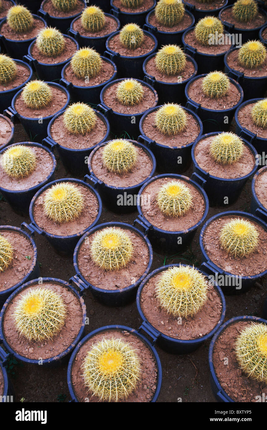 Grand groupe de cactus en pots Banque D'Images