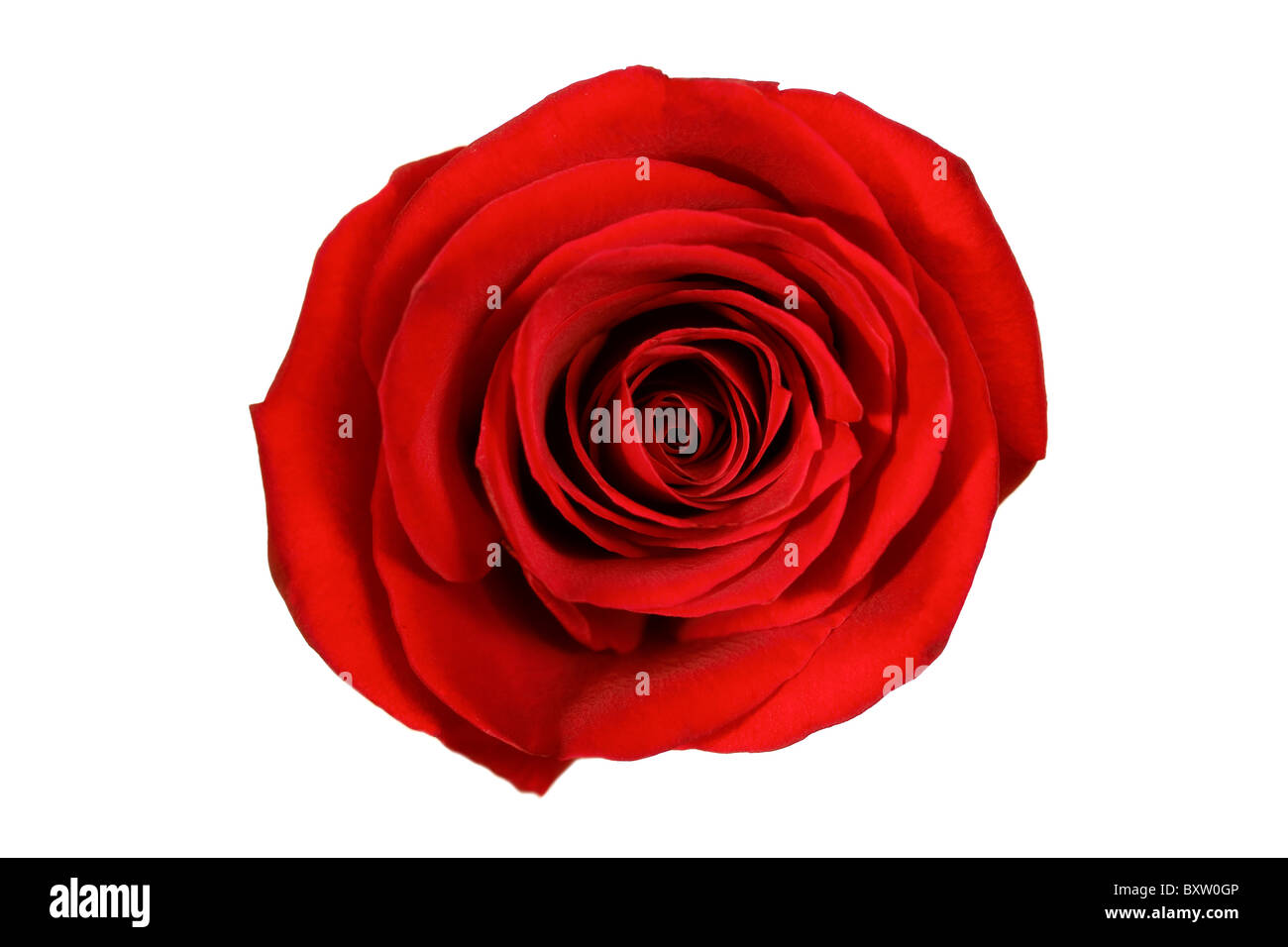 Rose rouge isolé sur fond blanc macro Banque D'Images