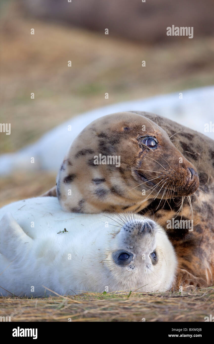 Les phoques gris, Halichoerus grypus, mère et petit ; Donna Nook ; Lincolnshire Banque D'Images