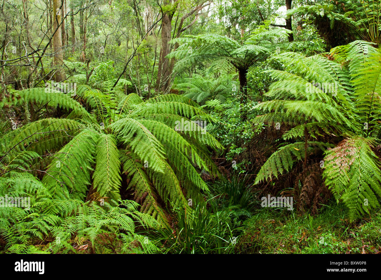 L'Australie, Nouvelle Galles du Sud, le Parc National de Budderoo, Rainforest dans le brouillard Banque D'Images