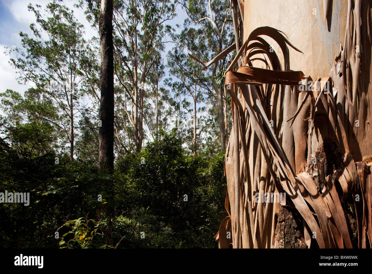 Australie Nouvelle Galles du Sud Spotted Gum Forest Parc National de Murramarang peeling Écorce d'arbre isolé en forêt d'Eucalyptus sur Banque D'Images