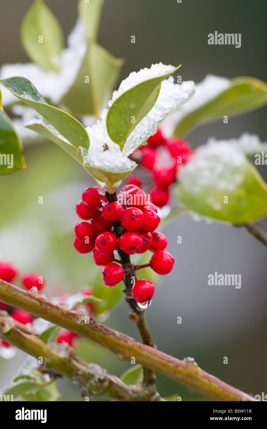 Holly Ilex aquifolium ; ; bush aux fruits rouges dans la neige Banque D'Images
