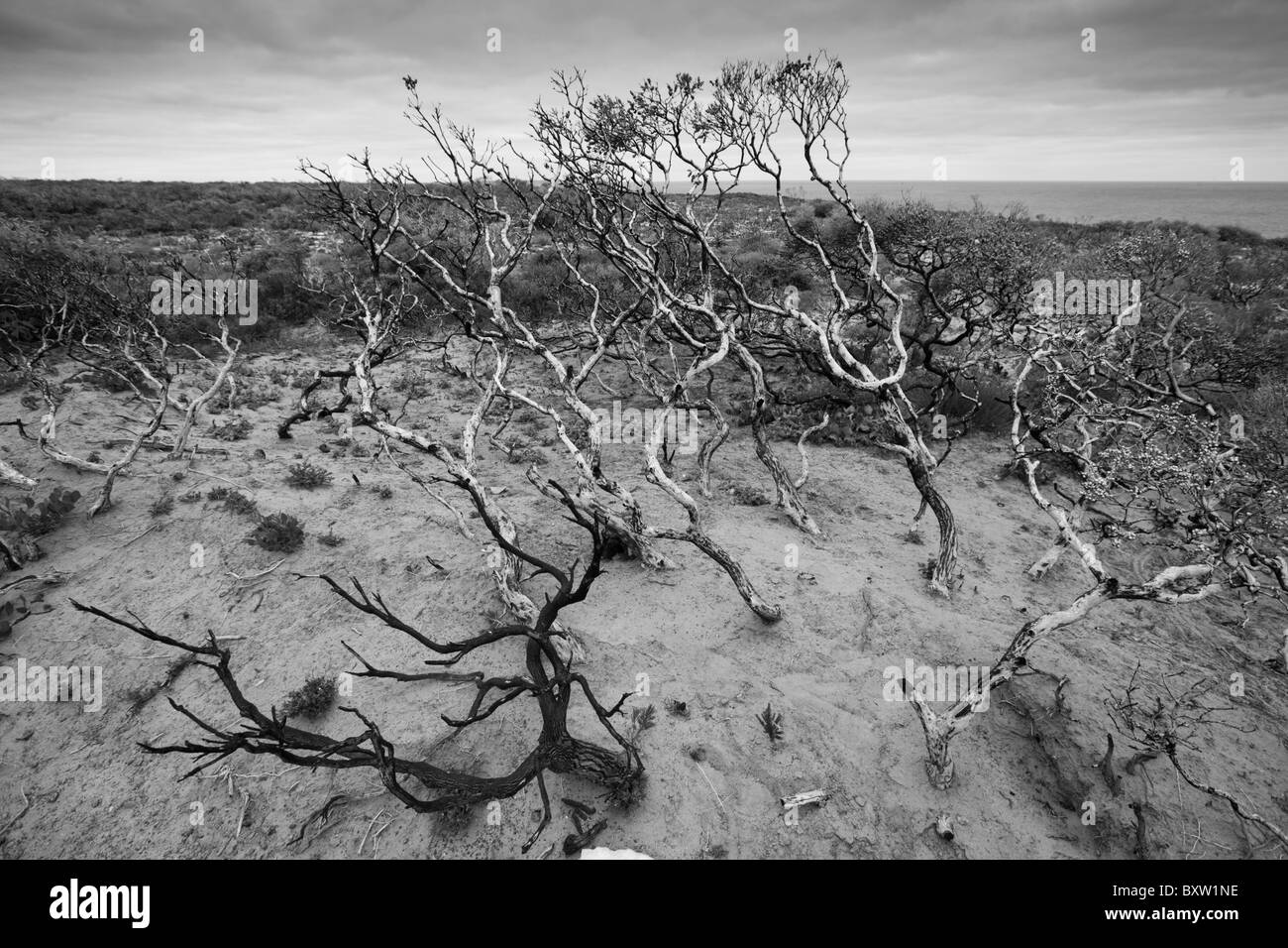 L'Australie l'Australie du Sud l'île Kangourou Parc national de Flinders Chase nuages gris au-dessus de la végétation de broussailles côtières brûlé par Banque D'Images