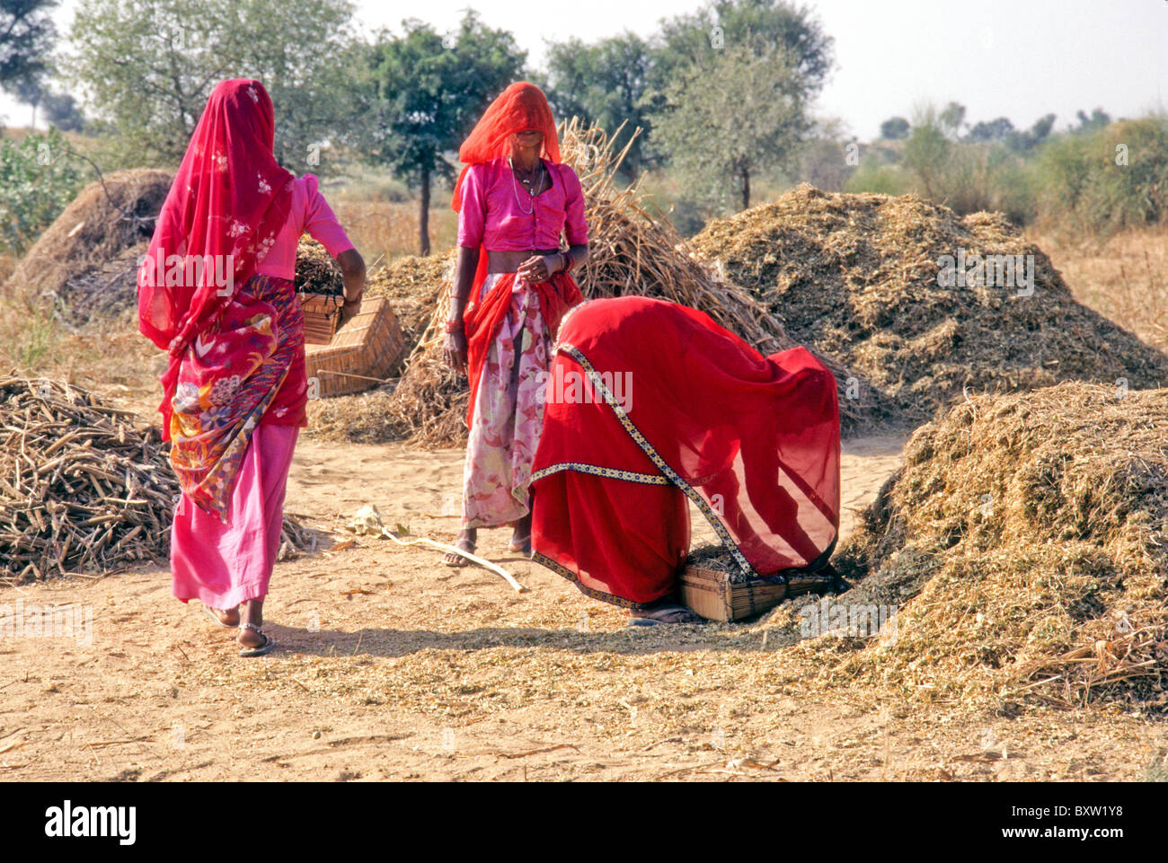 La récolte de mil, de femmes voilées Rajasthan, Inde Banque D'Images
