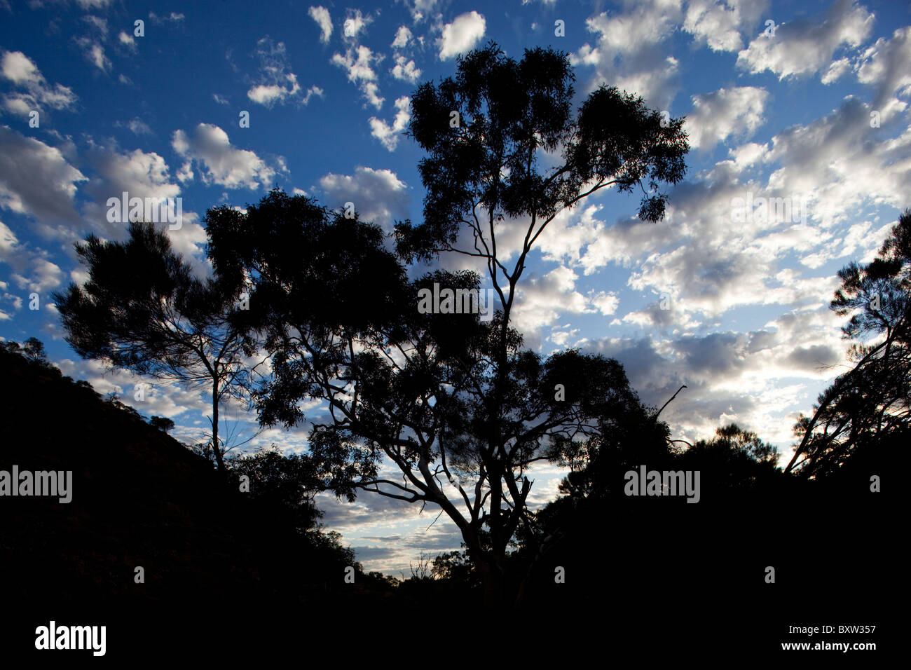 Australie Territoire du Nord Parc National Watarrka Silhouette de branches d'arbre en forêt à la base de Kings Canyon à l'été Banque D'Images