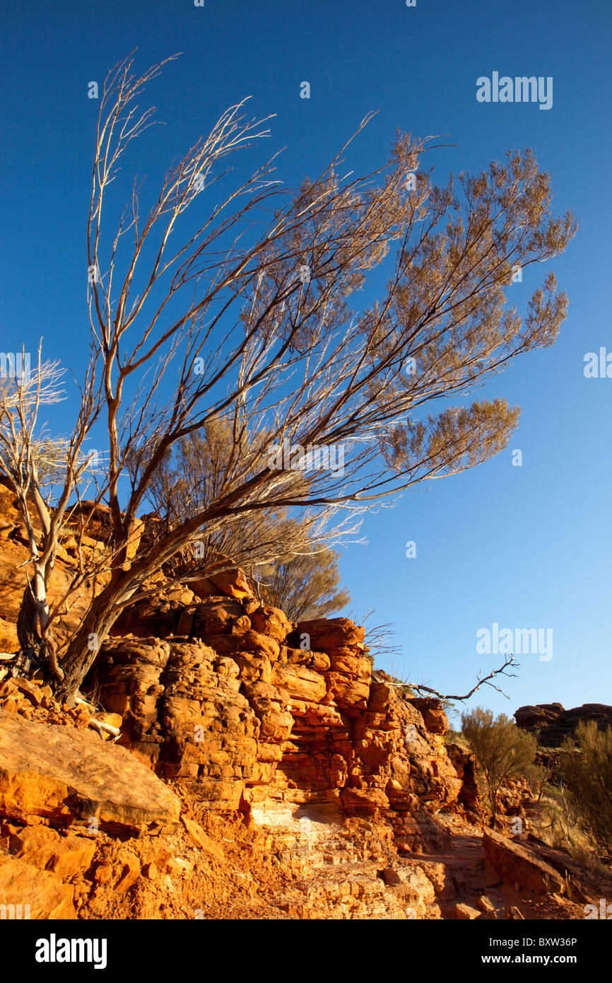 Australie Territoire du Nord Parc National Watarrka matin soleil arbres noueux de falaises de grès du Kings Banque D'Images