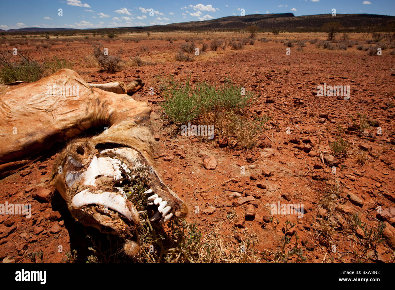 L'Australie, Territoire du Nord, Sun-blanchies des restes de squelettes morts en chameau dans le désert de l'outback à partir de soleil de l'été Banque D'Images
