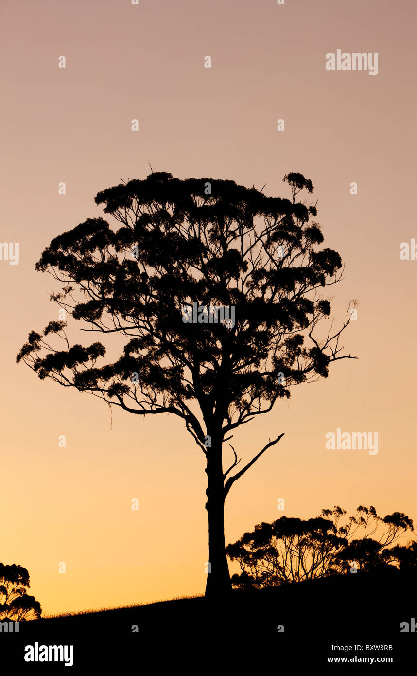 L'Australie, Victoria, Great Otway National Park, de grands eucalyptus le long de la Great Ocean Road au coucher du soleil, le soir d'été Banque D'Images