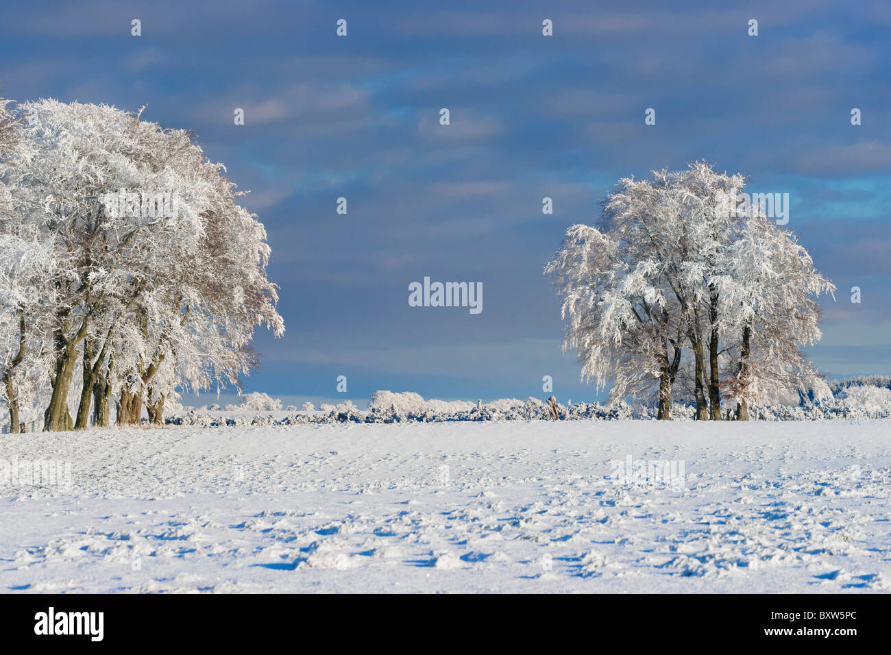 Arbres sur skyline recouverte de neige et givre. In Hartley, Stirling, Scotland, UK Banque D'Images