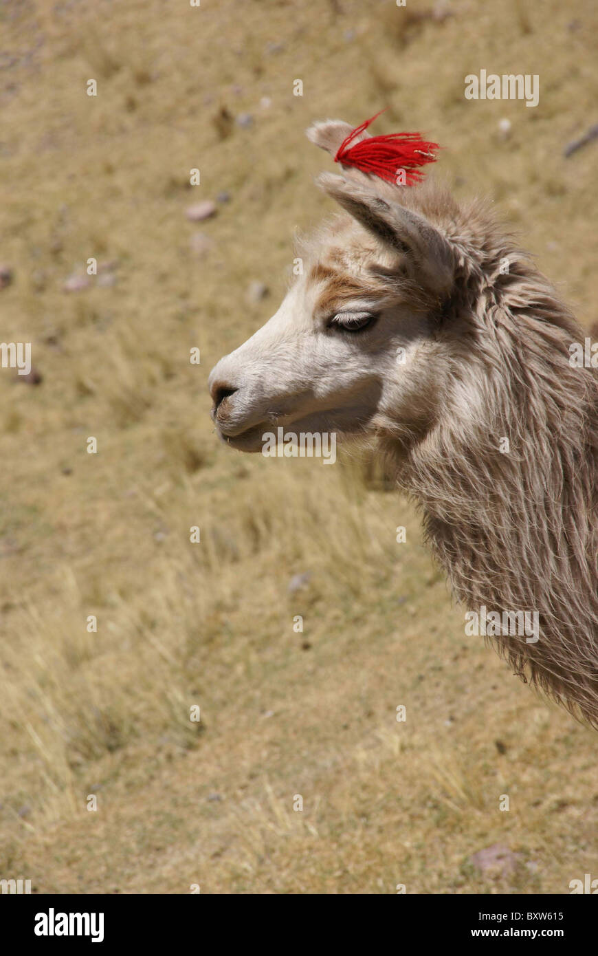 Le lama, le pâturage sur High Prairie, Cusco, Pérou, Amérique du Sud Banque D'Images