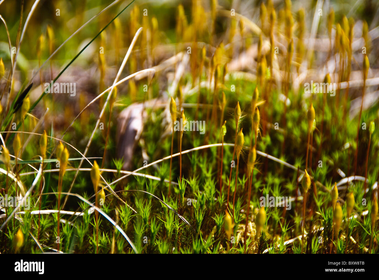 Polytrichum charmante en libre sur l'Île Martin, au large de l'Ecosse, Ullapool UK Banque D'Images