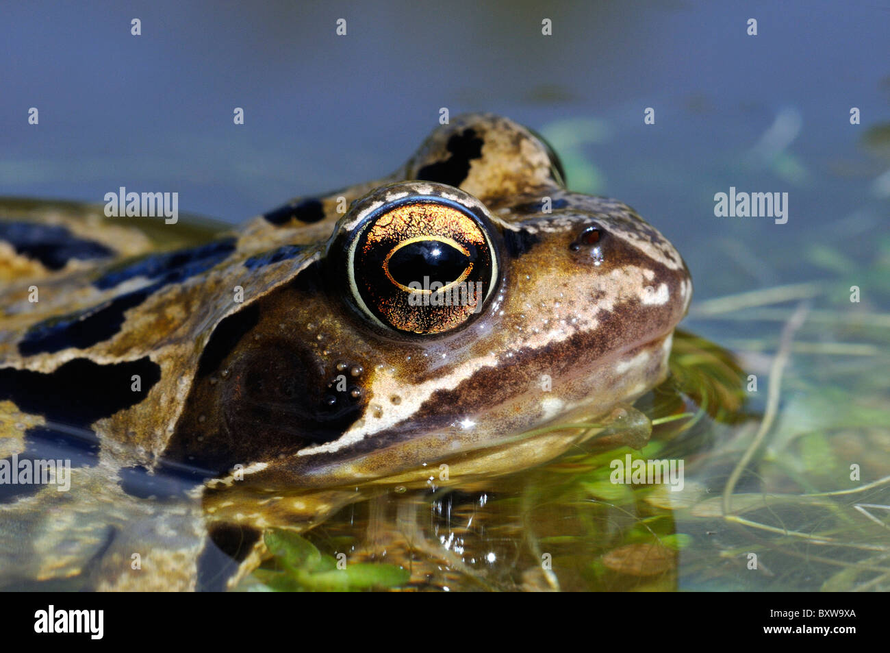 Grenouille Rousse (Rana temporaria) reposant à la surface de l'eau, gros plan de la tête et des yeux, dans l'Oxfordshire, UK. Banque D'Images