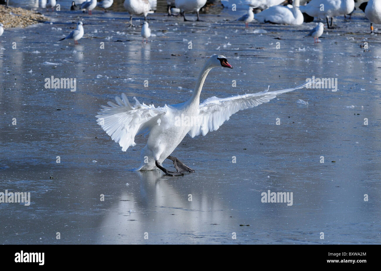 Mute Swan (Cygnus olor) marche sur la glace, ailes déployées, Slimbridge, Royaume-Uni. Banque D'Images