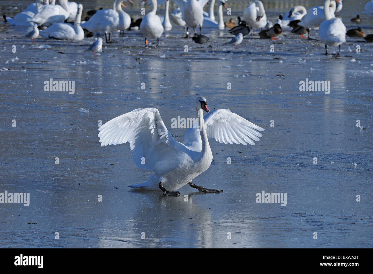 Mute Swan (Cygnus olor) marche sur la glace, ailes déployées, Slimbridge, Royaume-Uni. Banque D'Images