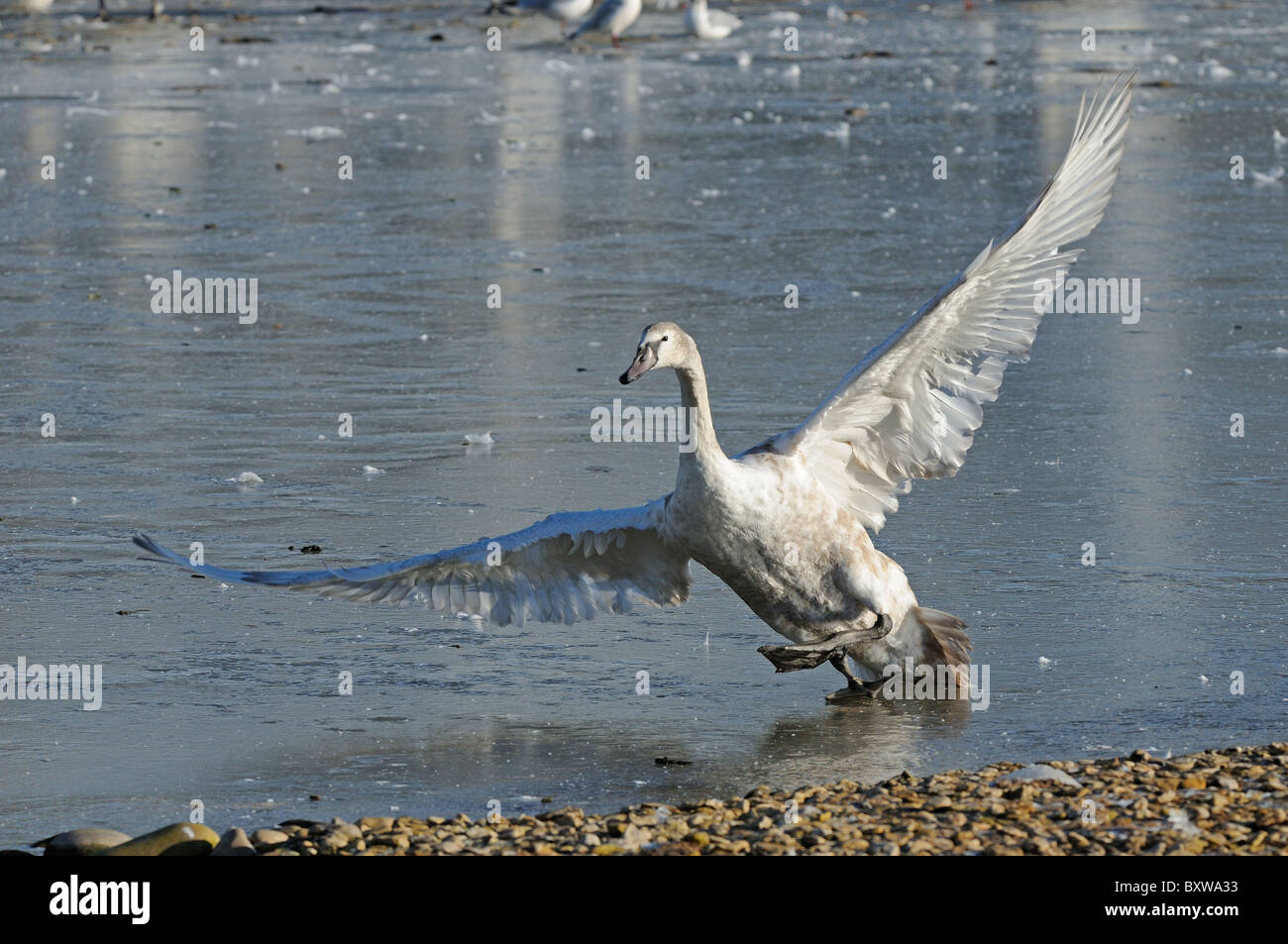Mute Swan (Cygnus olor) la marche sur la glace, ailes déployées, Slimbridge, Royaume-Uni Banque D'Images