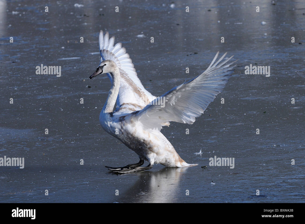 Mute Swan (Cygnus olor) juvenile sur glace, ailes déployées, Slimbridge, Royaume-Uni. Banque D'Images