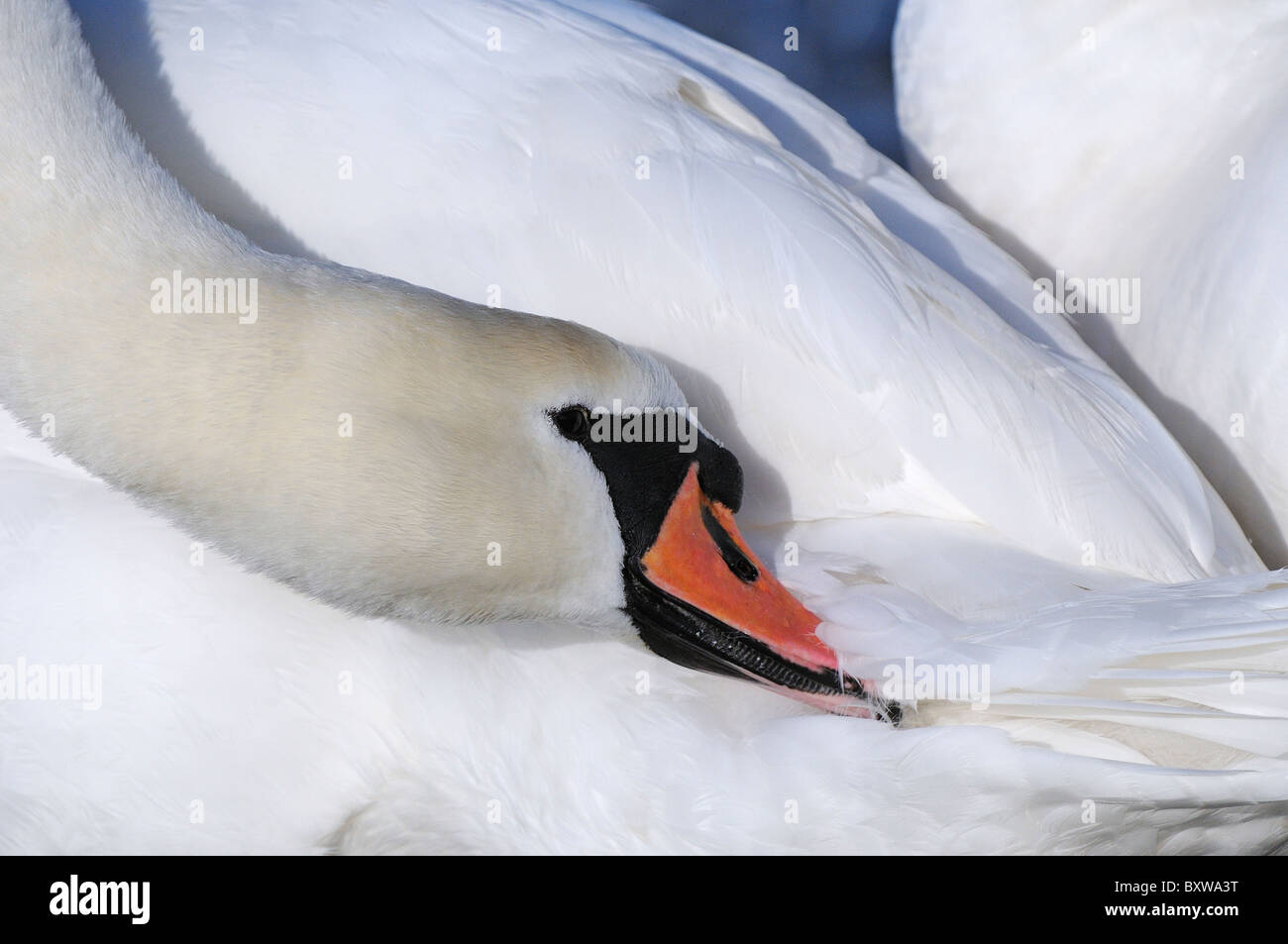 Mute Swan (Cygnus olor) lissage, Slimbridge, Royaume-Uni. Banque D'Images