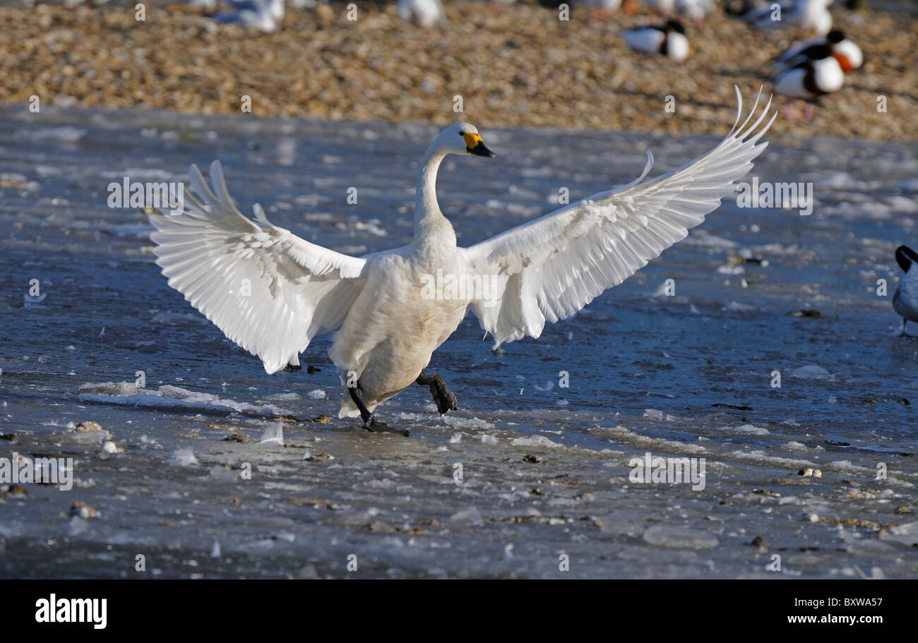 Le cygne de Bewick (Cygnus columbianus) marche sur la glace, ailes déployées, Slimbridge, Royaume-Uni. Banque D'Images