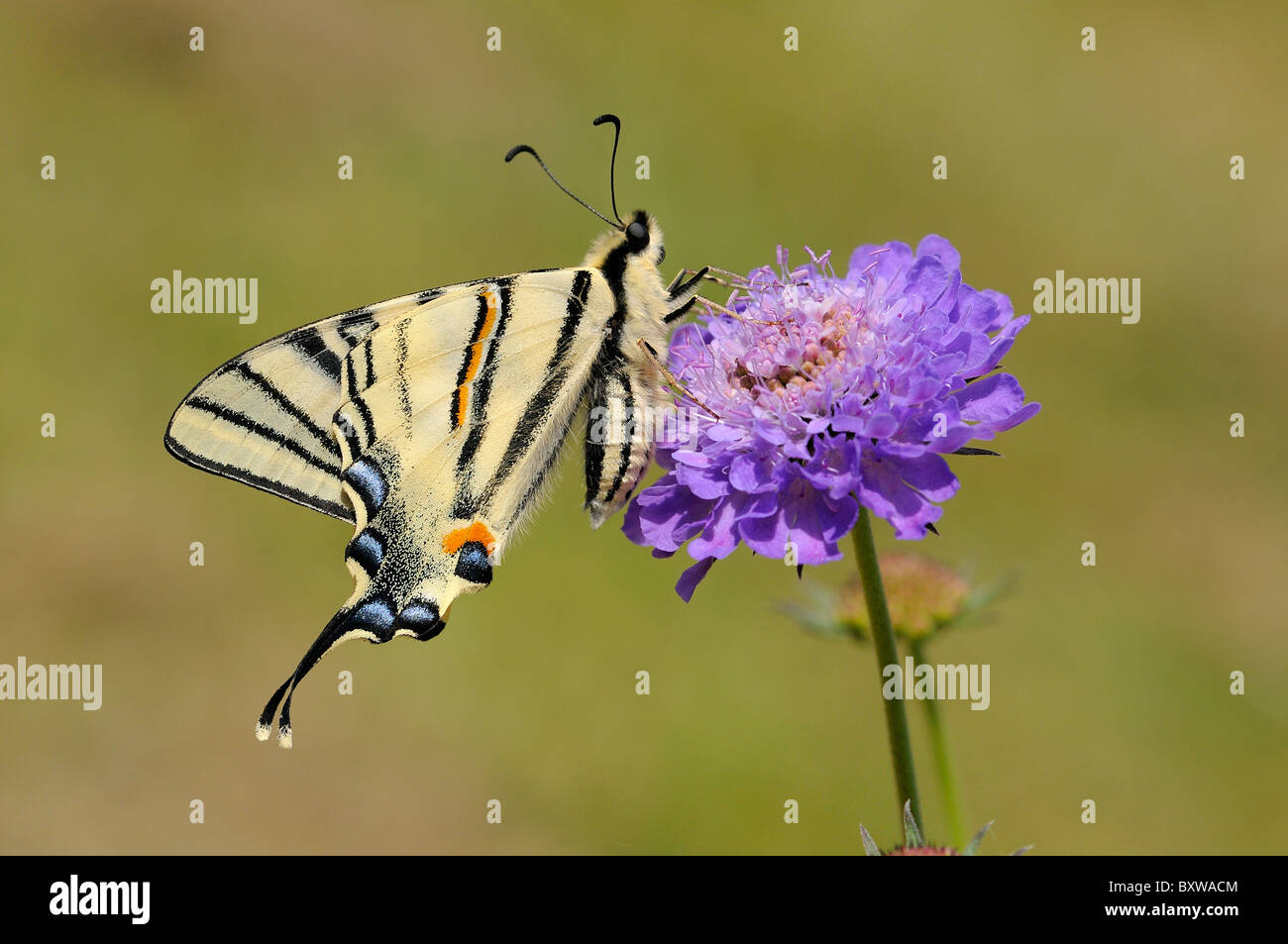 Les rares Swallowtail Butterfly (Iphiclides podalirius) sur scabious flower Banque D'Images