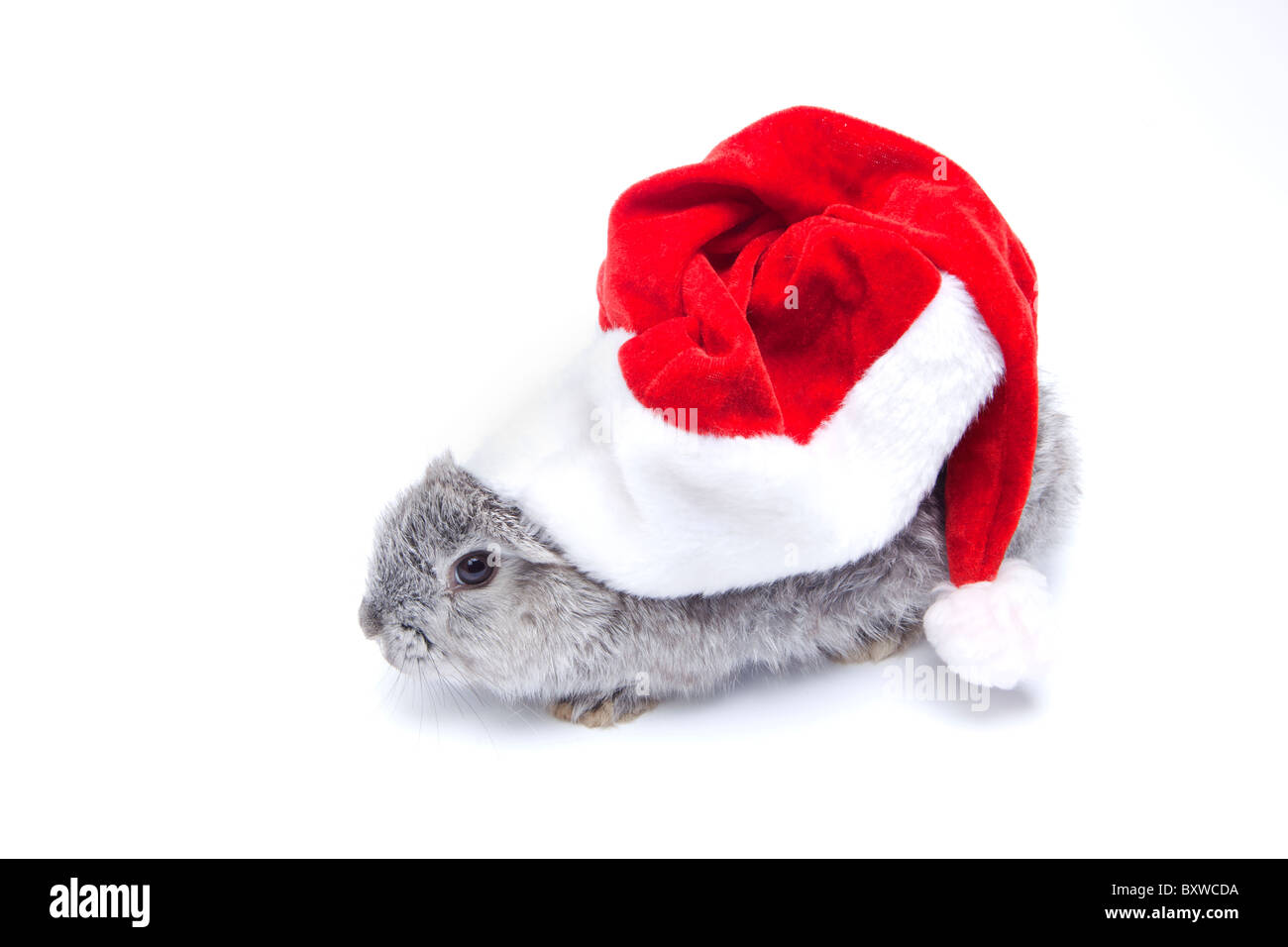 Bébé lapin gris avec grand chapeau de Père Noël sur fond blanc Banque D'Images