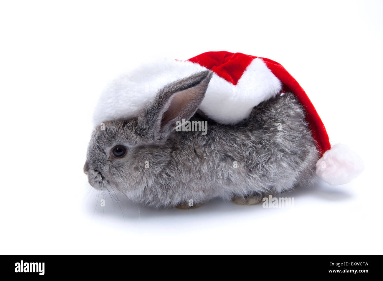 Bébé lapin gris avec grand chapeau de Père Noël sur fond blanc Banque D'Images