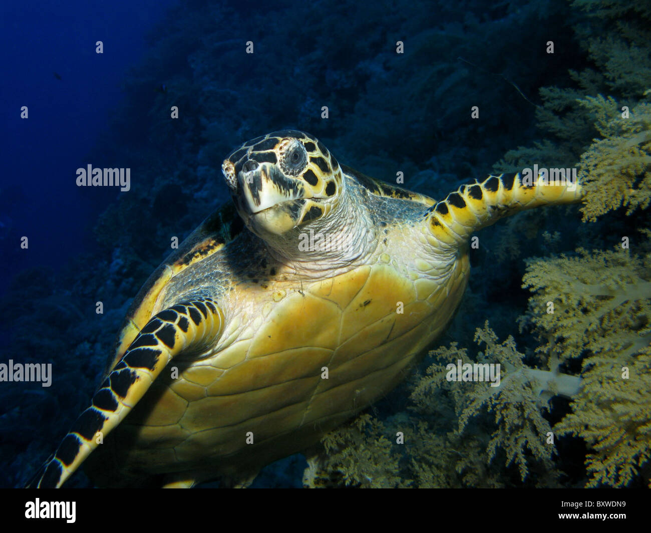 Portrait d'une image d'un Hawskbill Turtle (Eretmochelys imbricata) Banque D'Images