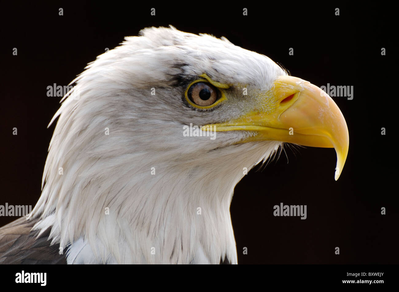 Un pygargue à tête blanche au Hawk Conservancy Trust, Andover Banque D'Images