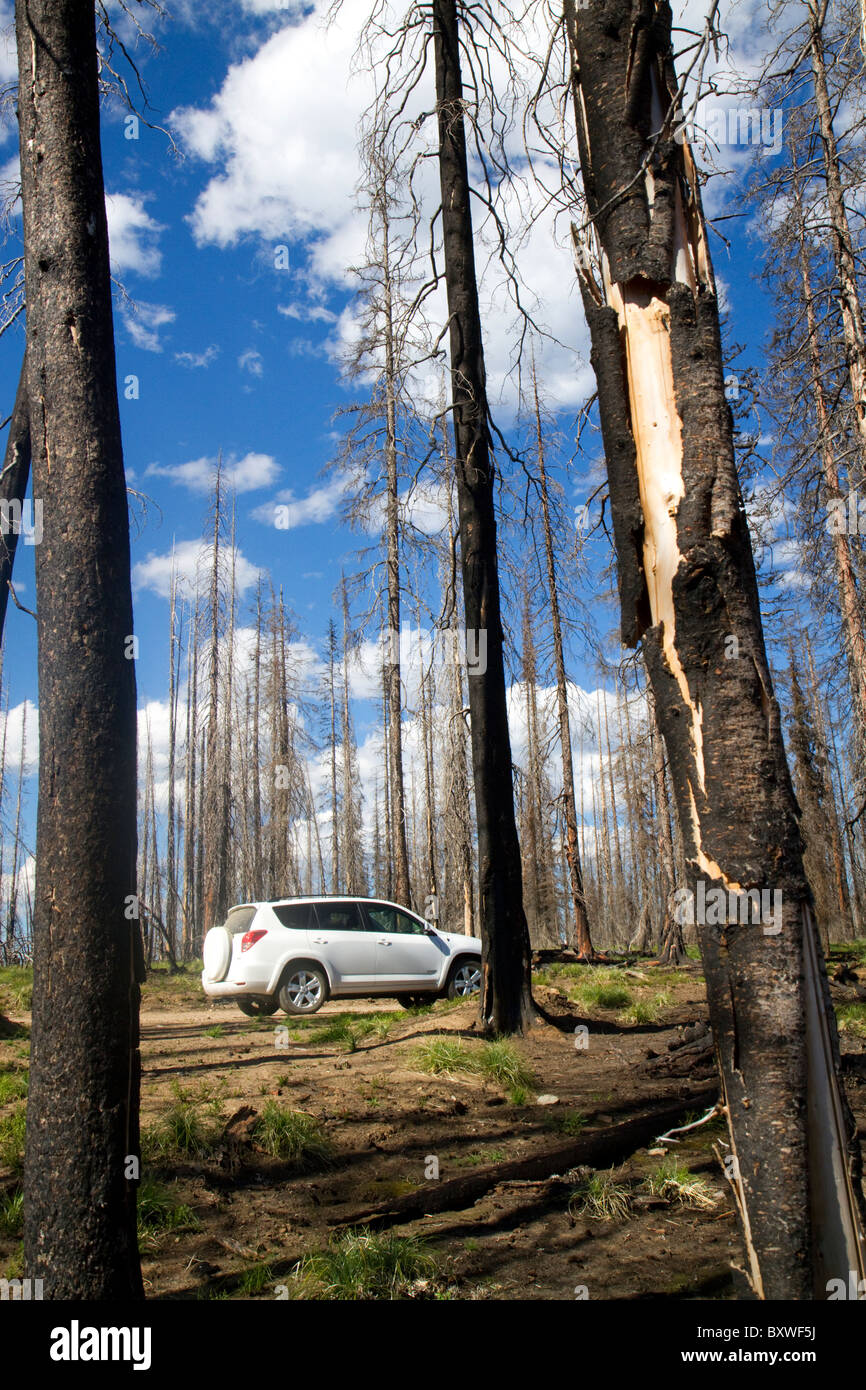 La superficie brûlée par les incendies de forêt le long du couloir dans le Selway-Bitterwoot Magruder Désert, Idaho, États-Unis. Banque D'Images