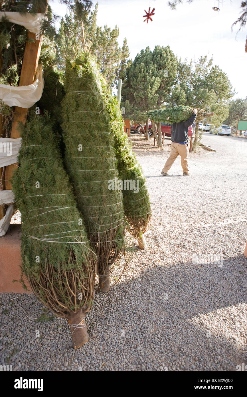 Un homme marche loin d'un arbre de Noël, en face de plusieurs arbres pour la vente, enveloppé, à l'extérieur, United States. Banque D'Images