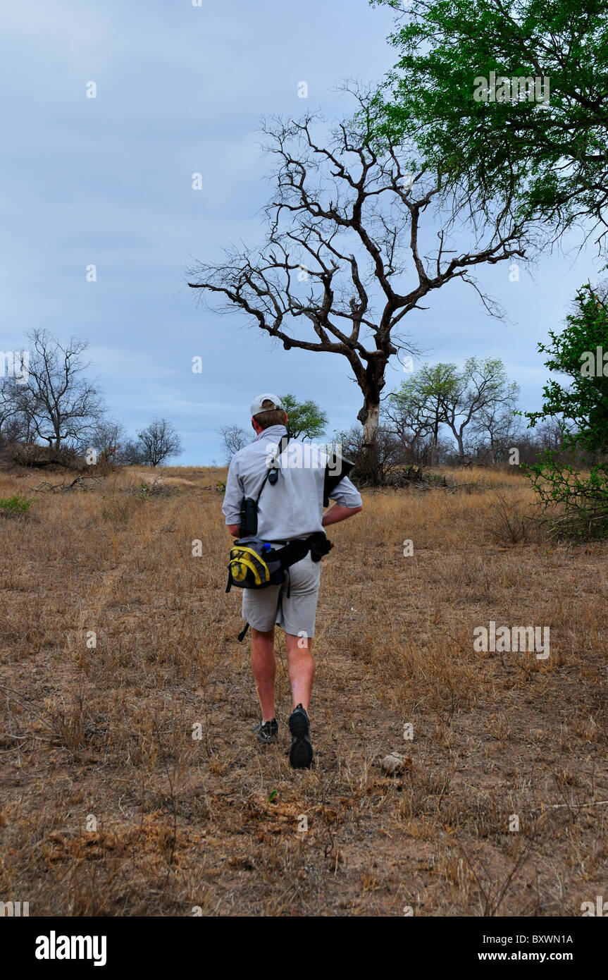 Un des gardes armés la marche à pied dans une réserve de chasse de la faune. Le Parc National Kruger, Afrique du Sud. Banque D'Images
