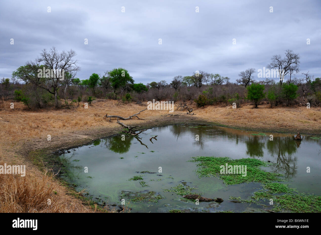 Un trou d'eau. Le Parc National Kruger, Afrique du Sud. Banque D'Images
