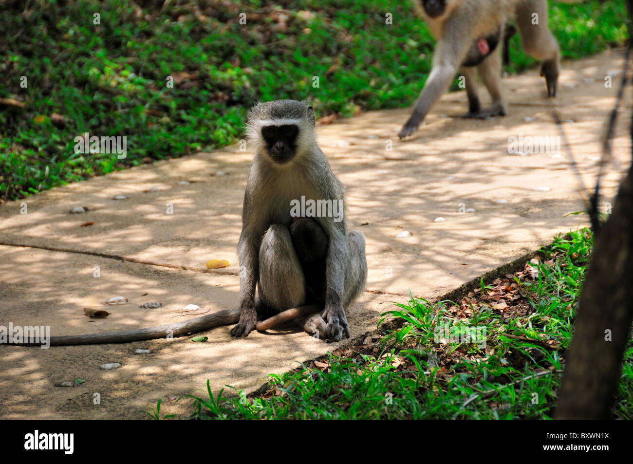Un singe assis sur le sentier de marche. L'Afrique du Sud. Banque D'Images