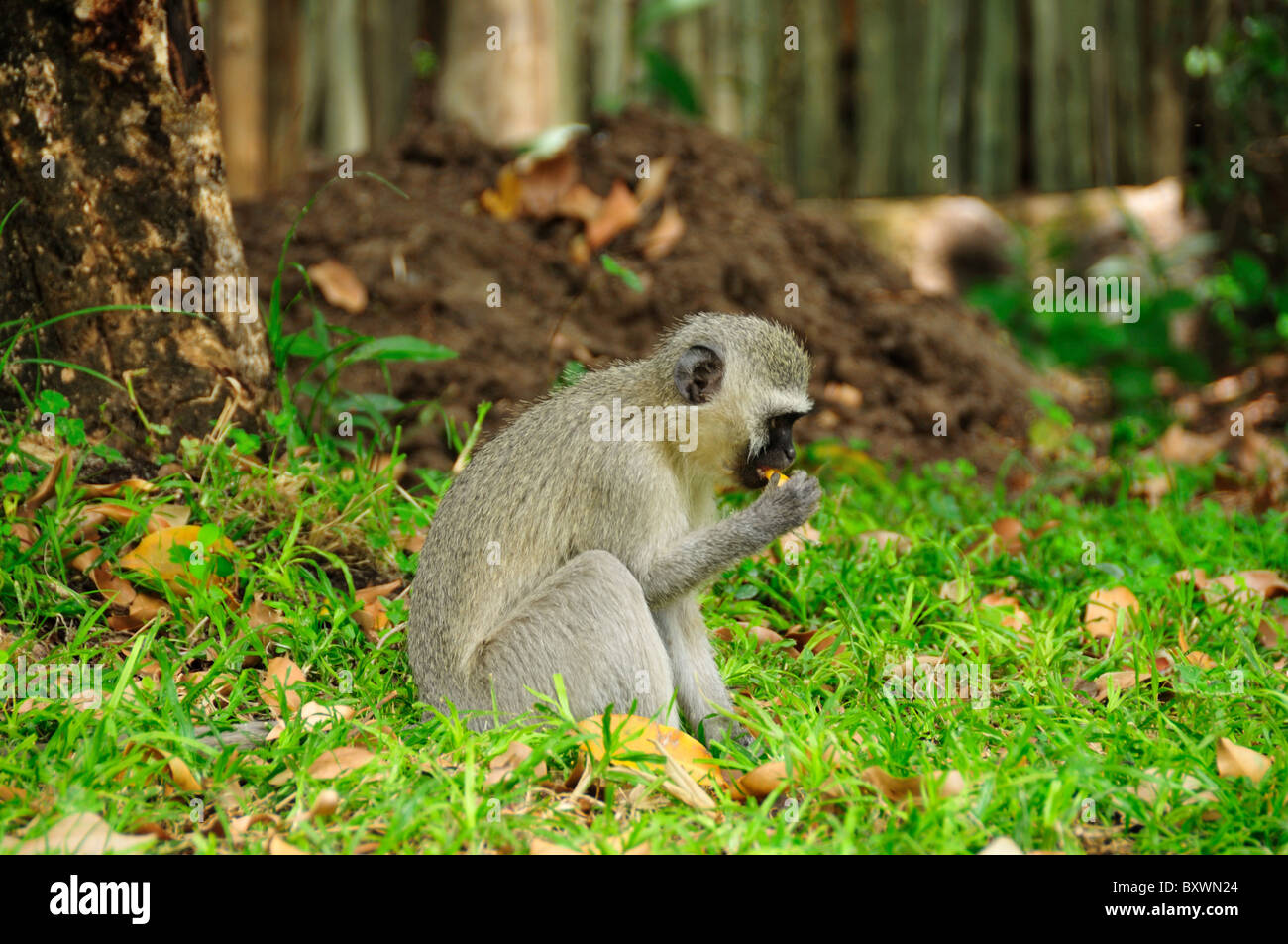 Un singe recherche de nourriture. L'Afrique du Sud. Le Parc National Kruger, Afrique du Sud. Banque D'Images