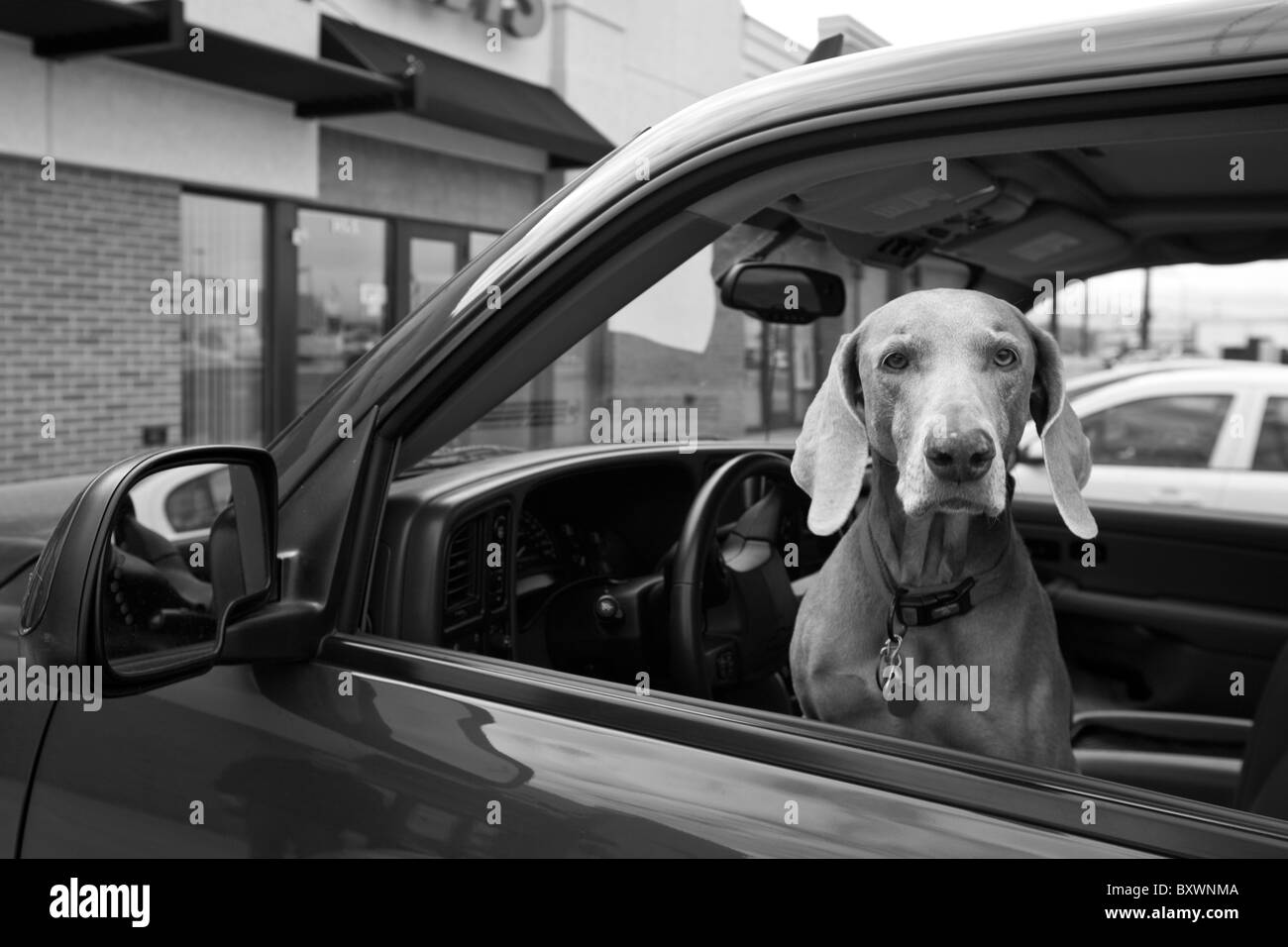 USA, Utah, Idaho Falls, chien assis dans le siège du conducteur de voiture garée au centre commercial Banque D'Images