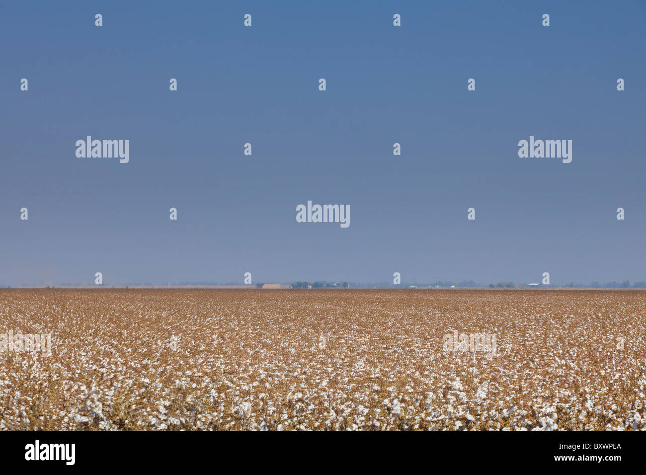 Champ de coton - California USA Banque D'Images