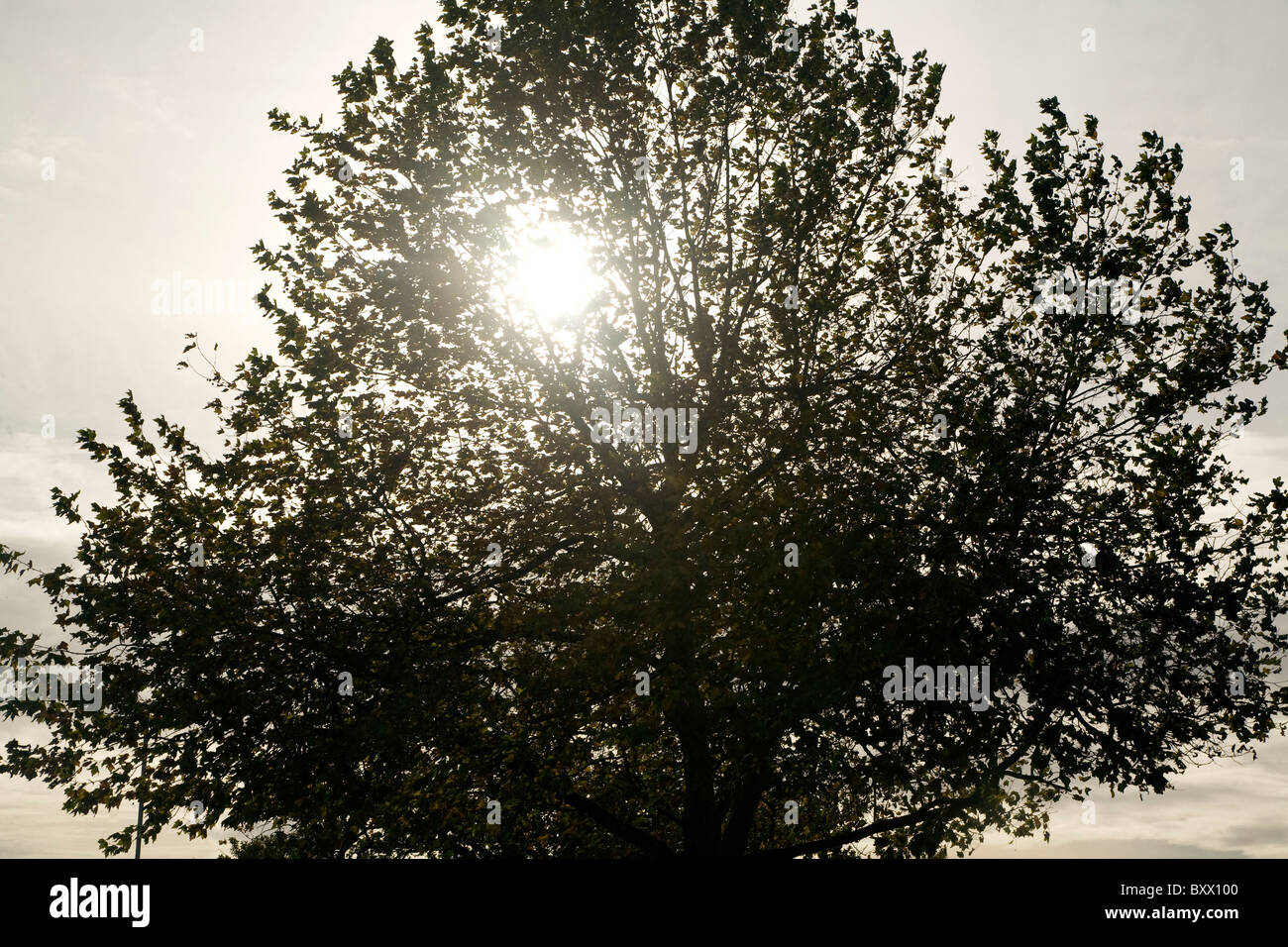 Soleil d'hiver brille à travers arbre ciel gris Banque D'Images