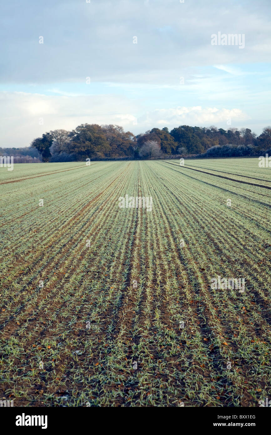 Lignes convergentes modèle perspective hiver champ cultures Shottisham, Suffolk, Angleterre Banque D'Images