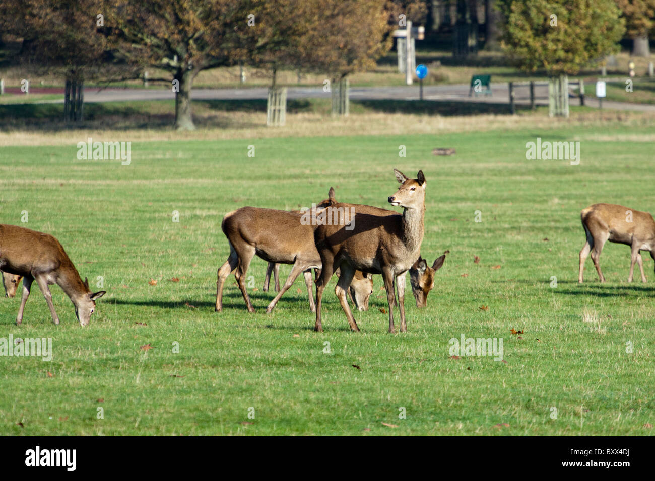 Les Stags de Red Deer, Cervus elaphus, Richmond Park, Surrey, England, UK Banque D'Images