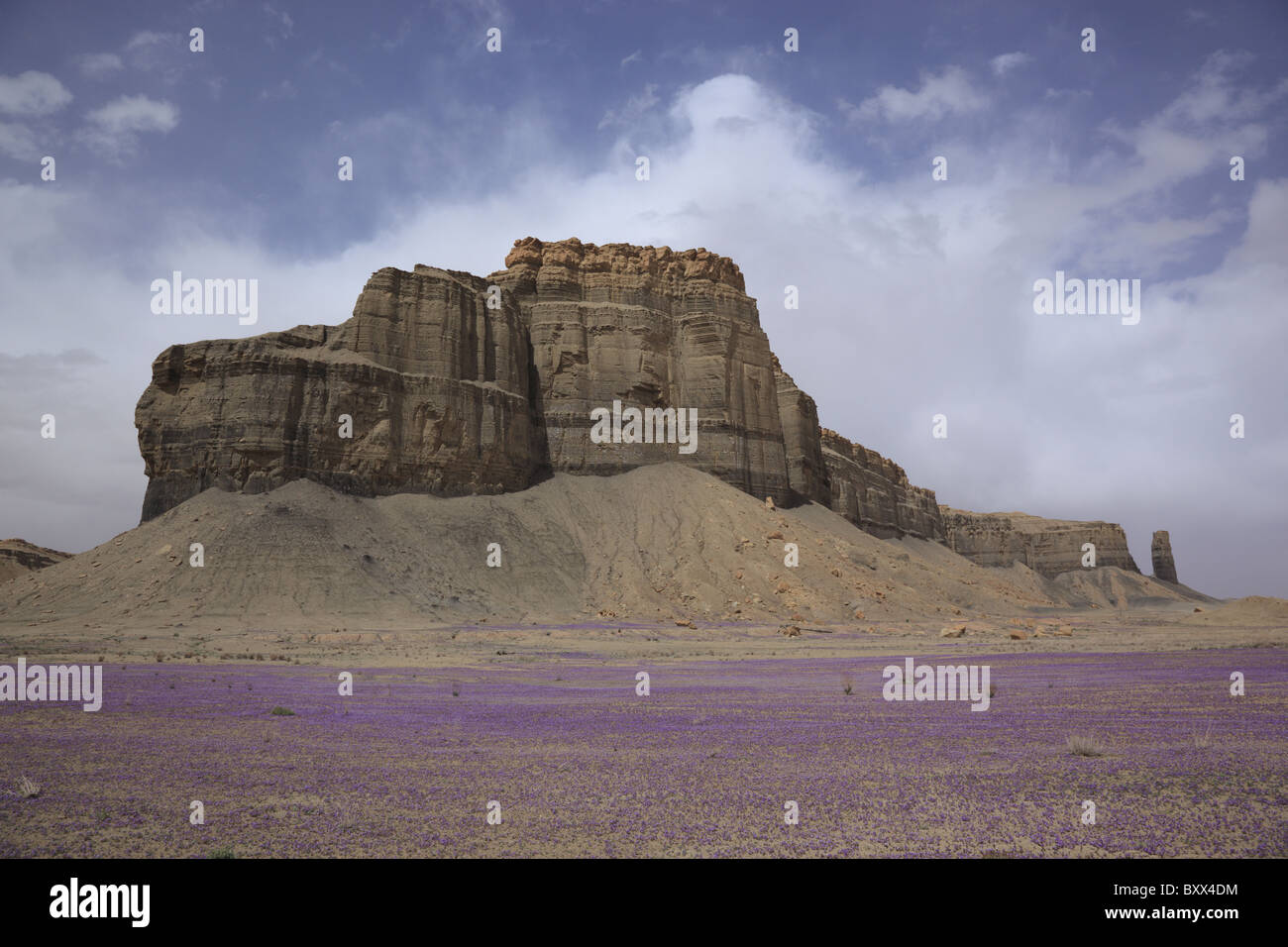 Purple Flowers blooming sur le sol du désert près de Caineville, Utah, USA. Banque D'Images