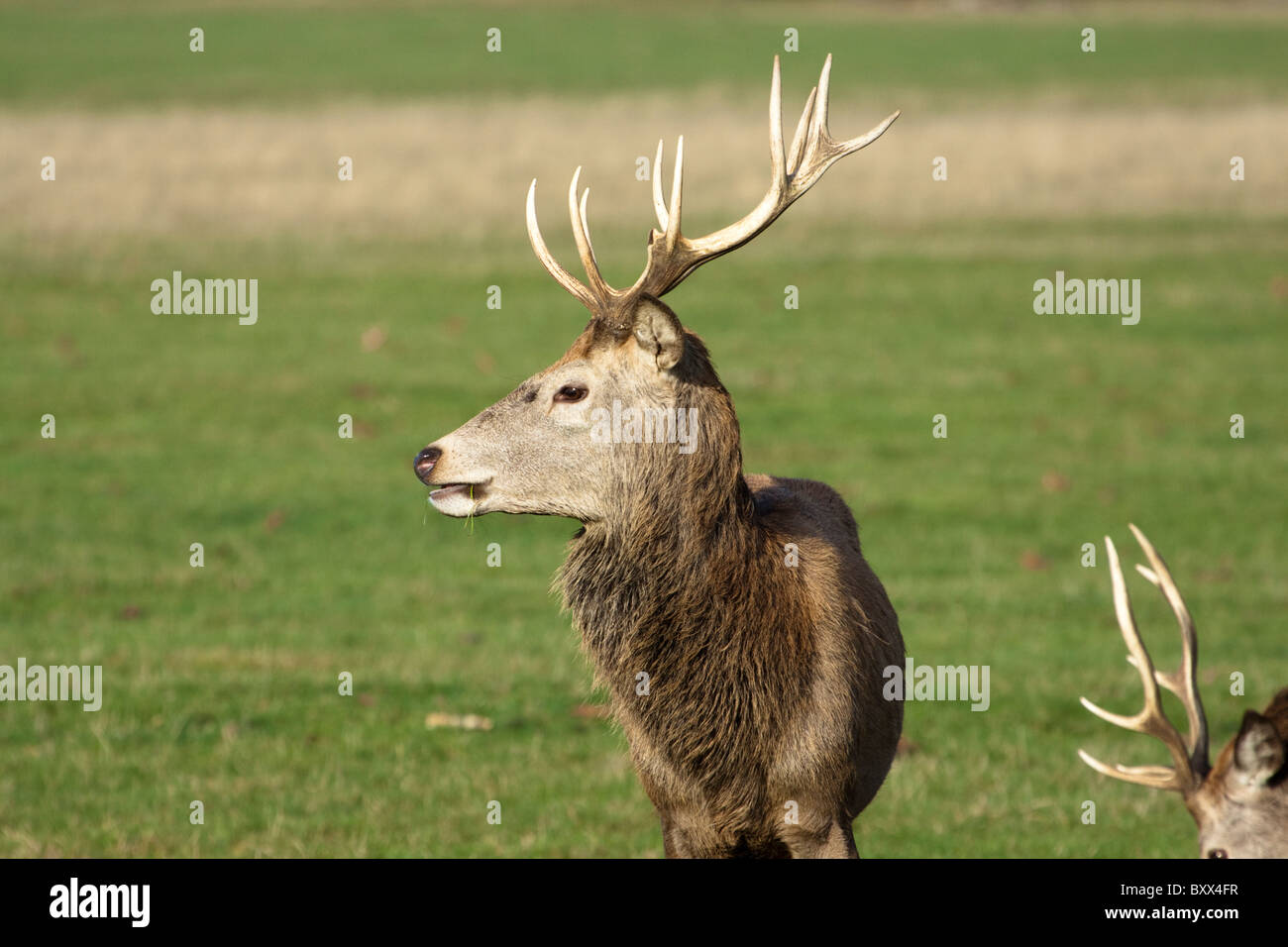 Red Deer stag, Cervus elaphus, Richmond Park, London, England, UK Banque D'Images