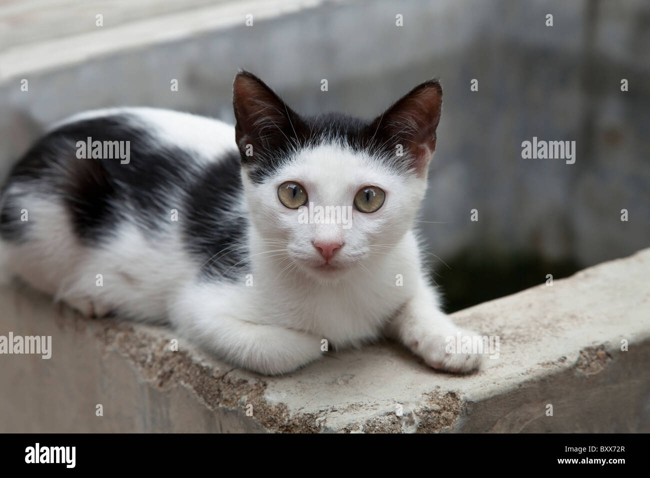 Chat noir et blanc Banque D'Images
